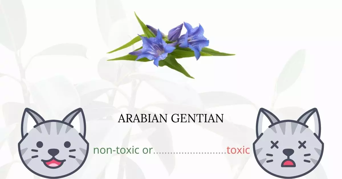 Is Arabian Gentian or Persian Violet Toxic for Cats