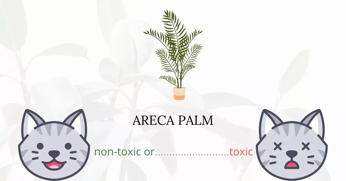 Is Areca Palm Toxic For Cats