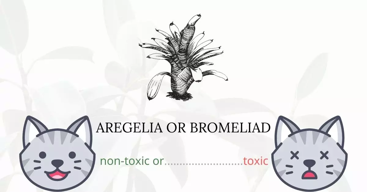Is Aregelia or Bromeliad Toxic For Cats