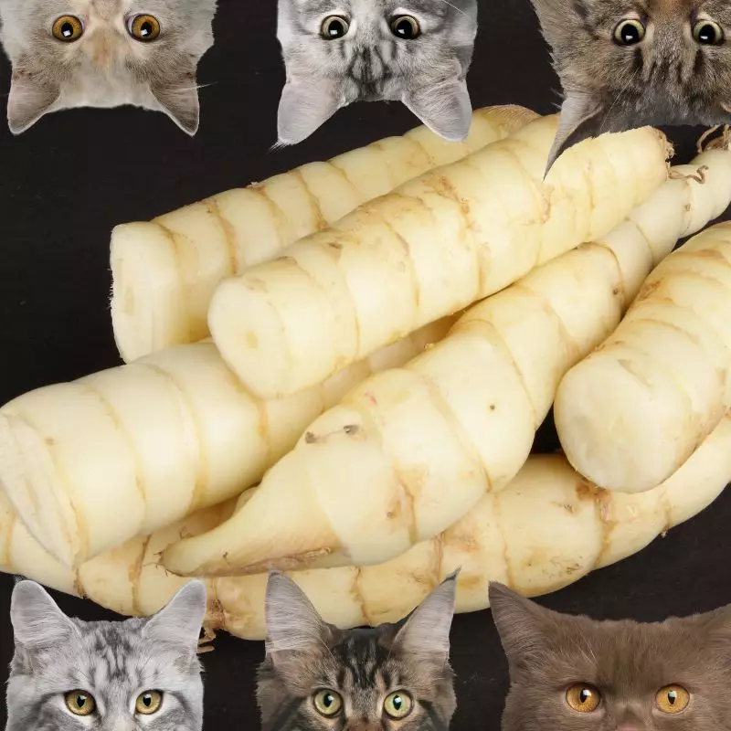 Arrowroot and cats