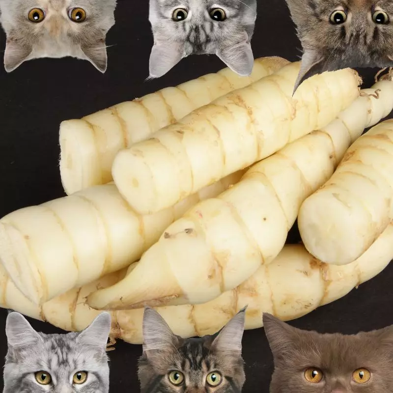 Is Achira Or Arrowroot Toxic For Cats What You Need To Know