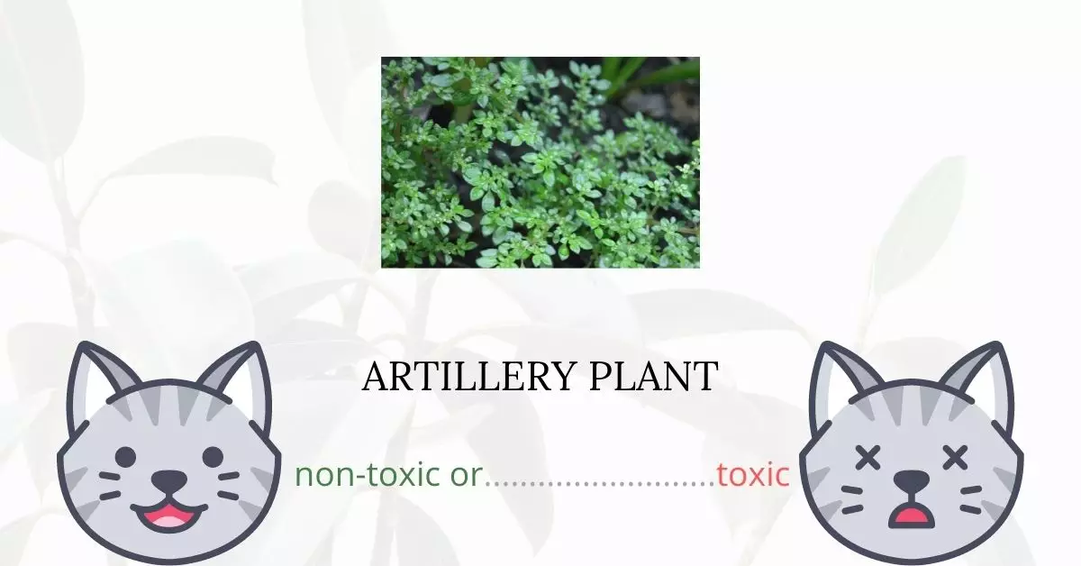 Is Artillery Plant Toxic For Cats