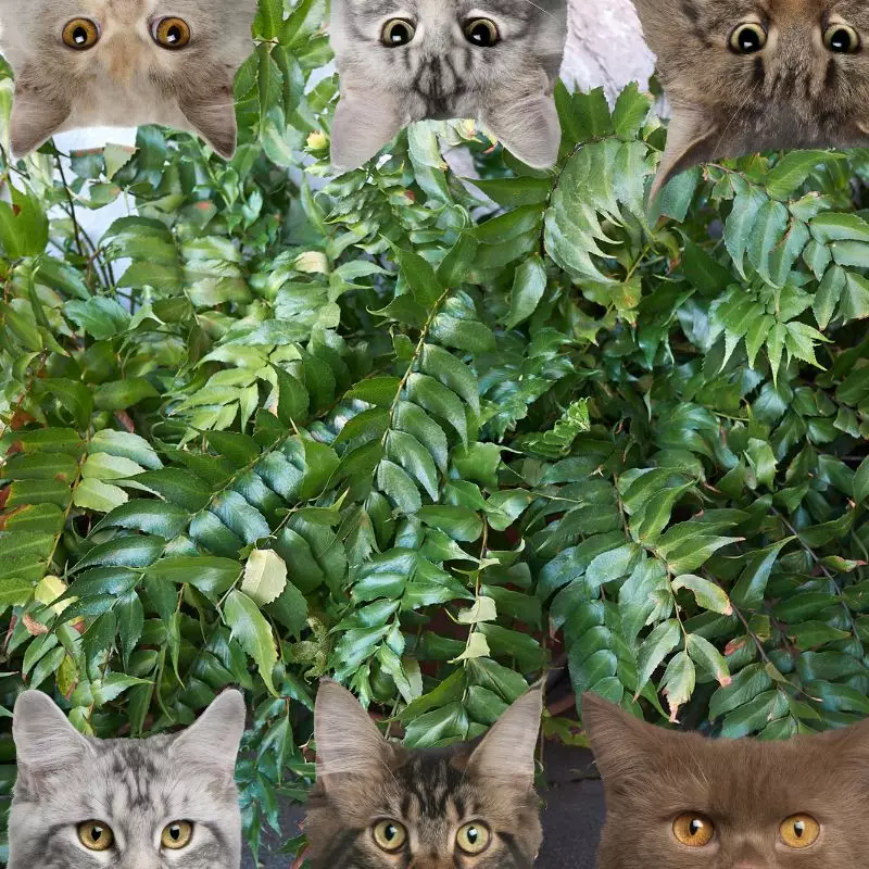 Aspidium Falcatum and cats