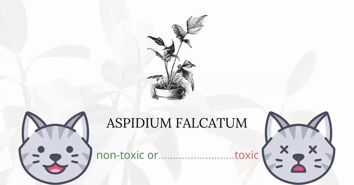 Is Aspidium Falcatum Toxic For Cats