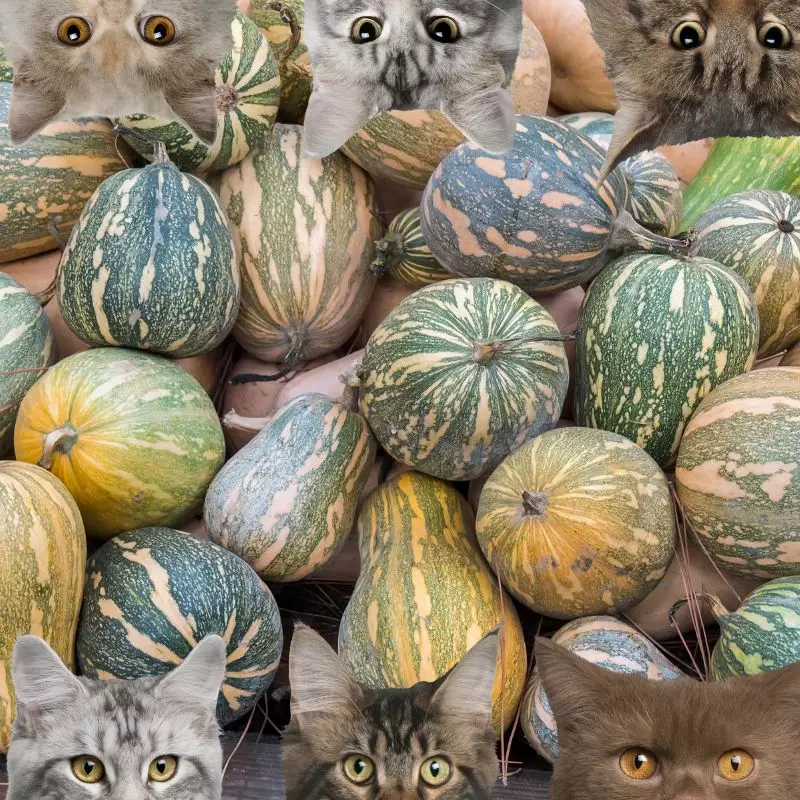 Butternut squash and cats