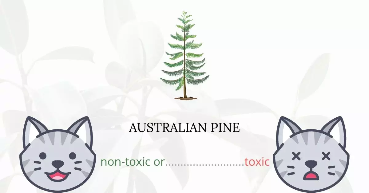 Is Australian Pine or Norfolk Pine Toxic For Cats