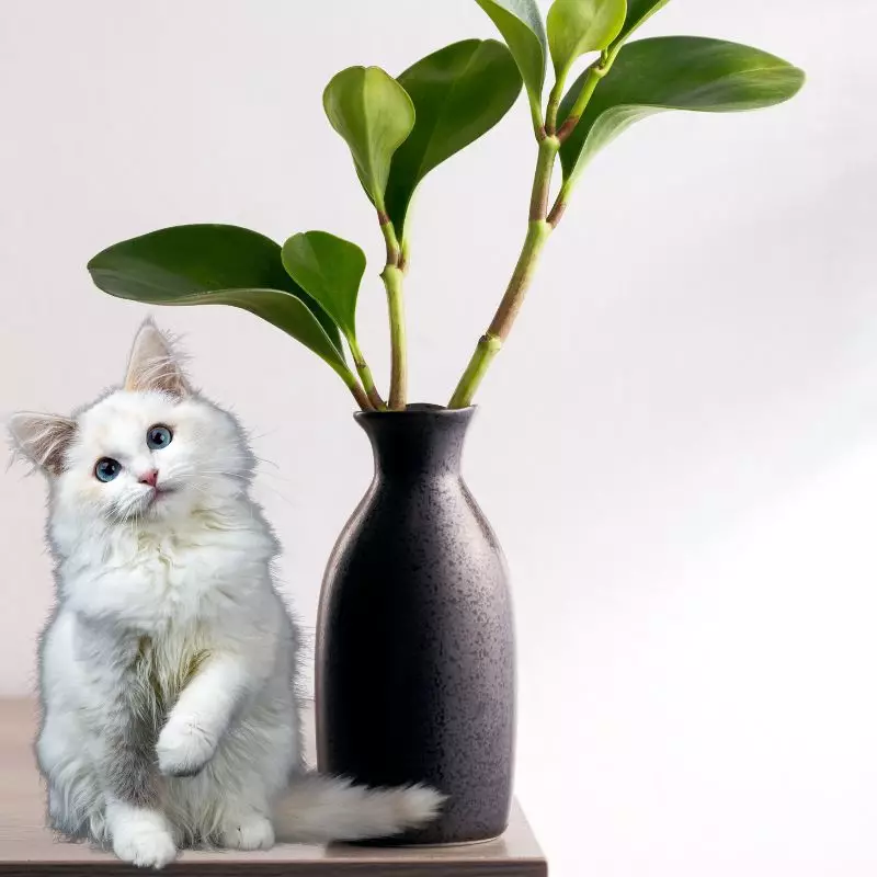 Baby Rubber Plant and a cat nearby