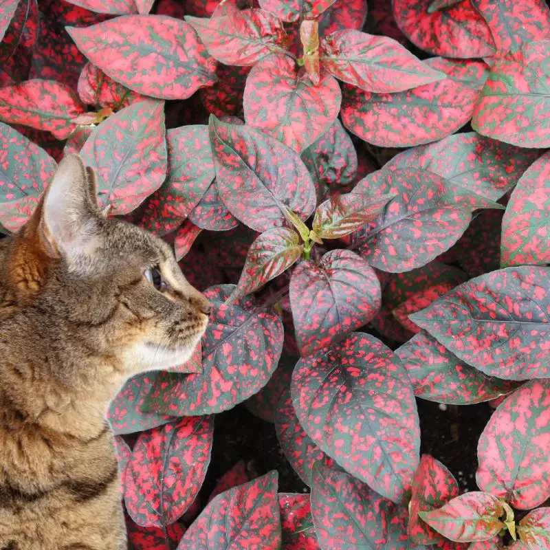 Baby's Tears and a cat nearby