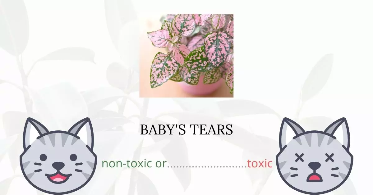 Is Baby's Tears Toxic For Cats