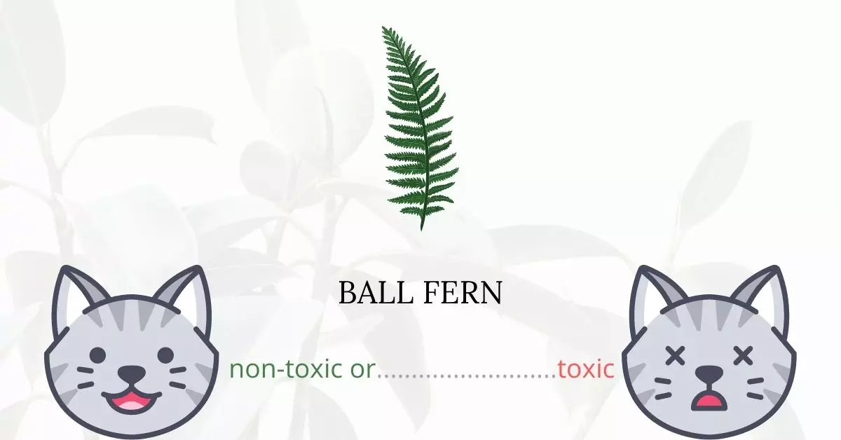 Is Ball Fern Toxic For Cats