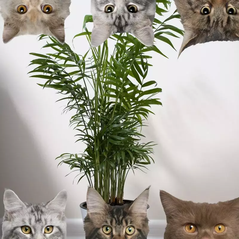 Bamboo Palm and cats