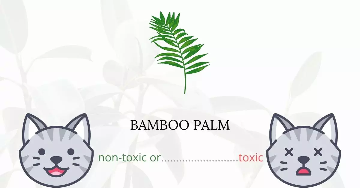 Is Bamboo Palm Toxic For Cats