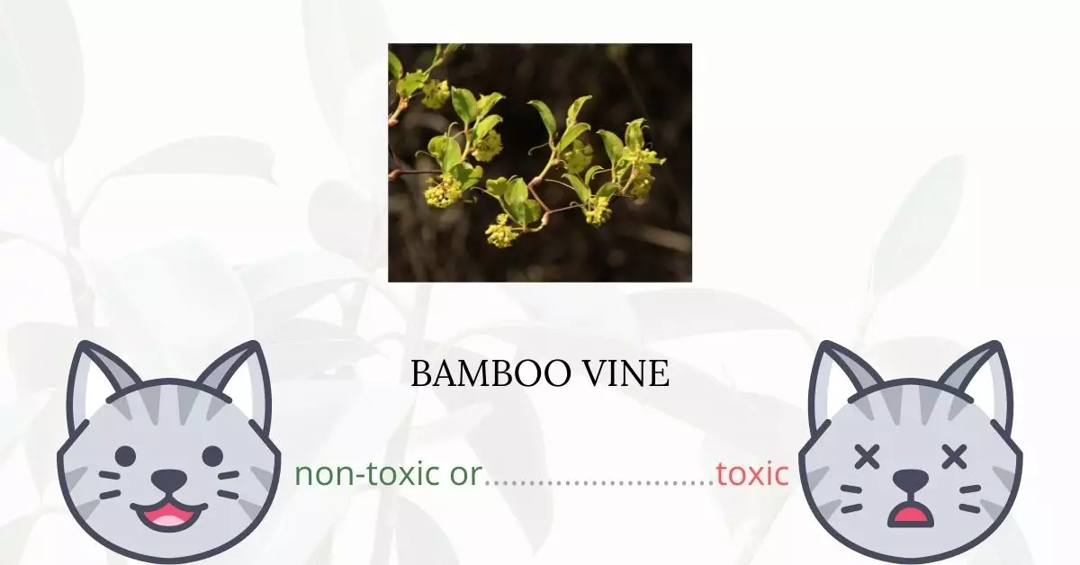 Is Bamboo Vine Toxic For Cats