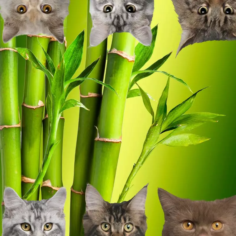 Bamboo and cats