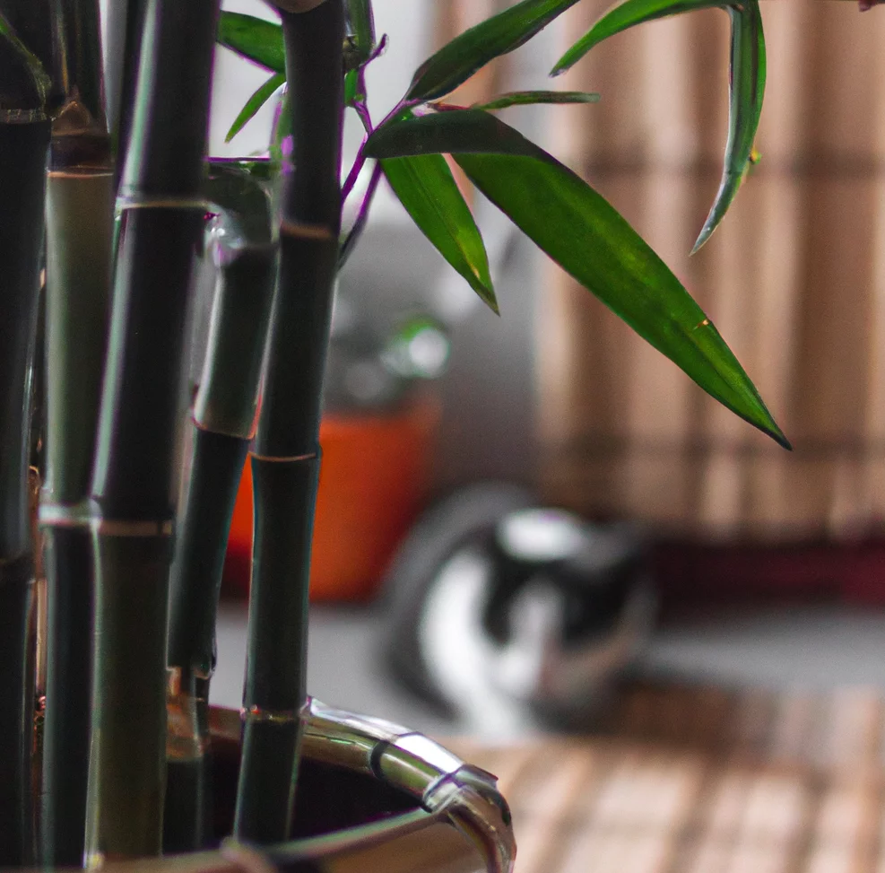 Bamboo in a pot with a cat in the background