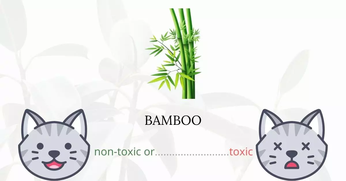 Are Bamboos Toxic For Cats