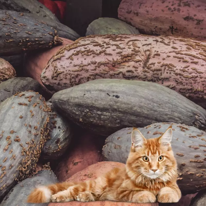 Banana Squash with a cat nearby