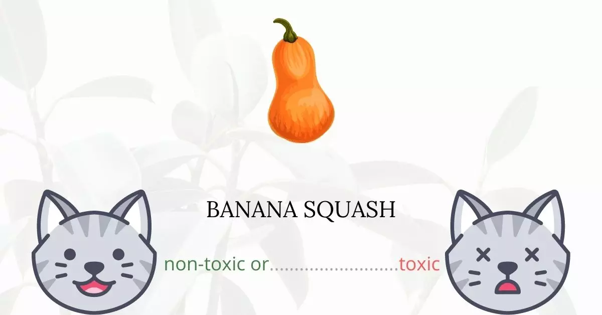 Is Banana Squash Toxic For Cats