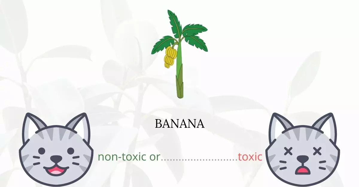 Is Banana Toxic For Cats