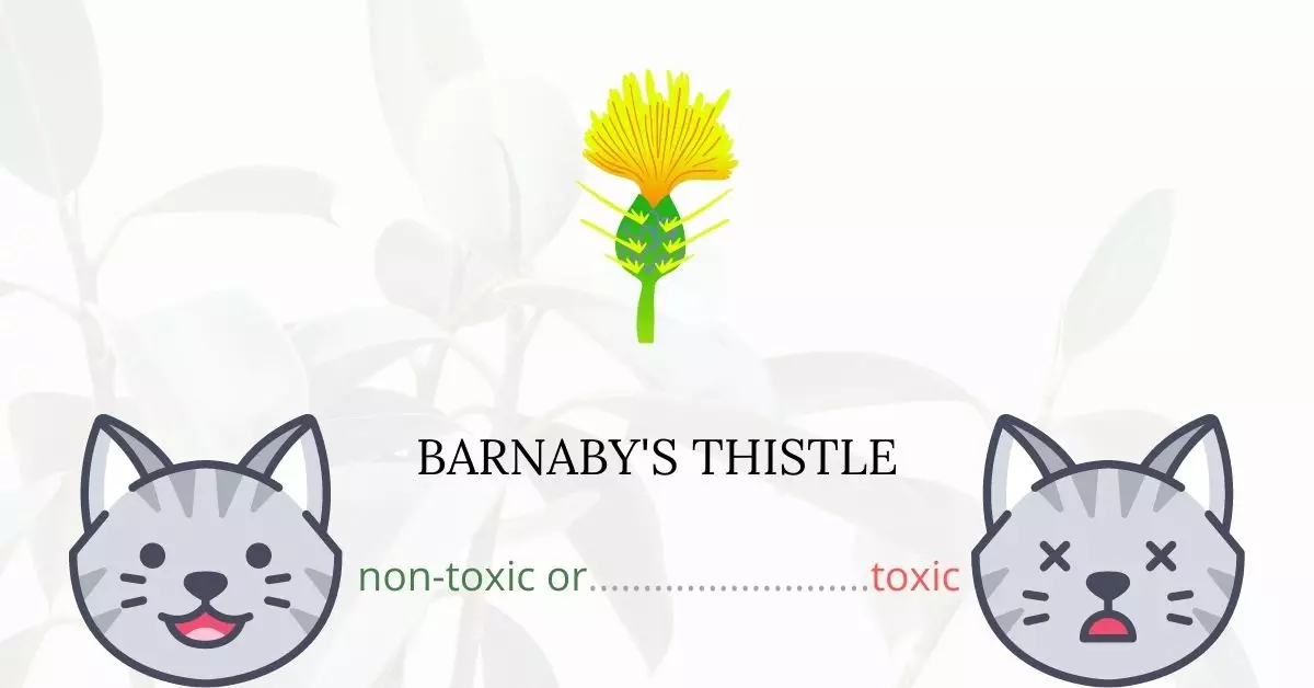 Is Barnaby's Thistle Toxic For Cats