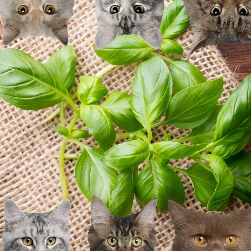 Basil and cats