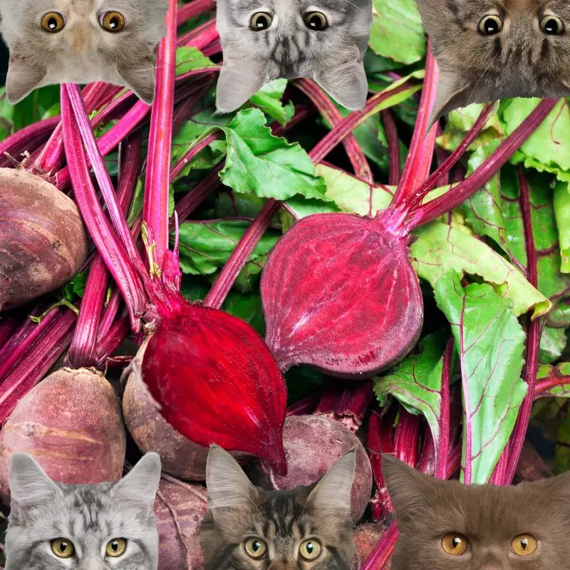Beets and cats