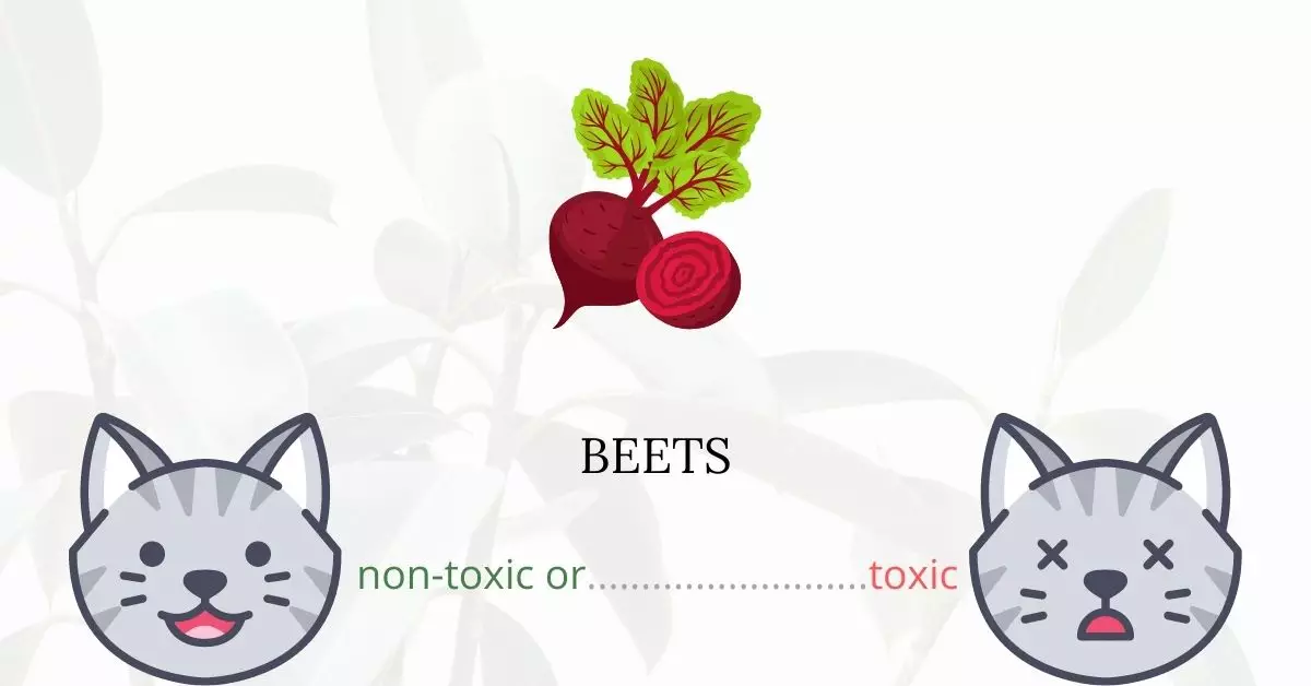 Are Beets Toxic For Cats