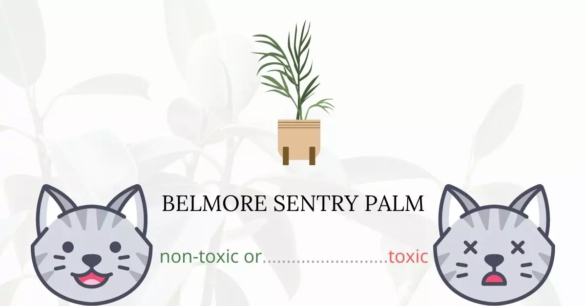 Is Belmore Sentry Palm Toxic For Cats