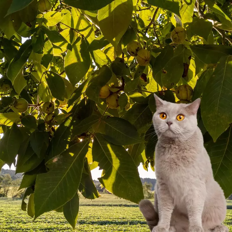 Big Shagbark Hickory and a cat nearby