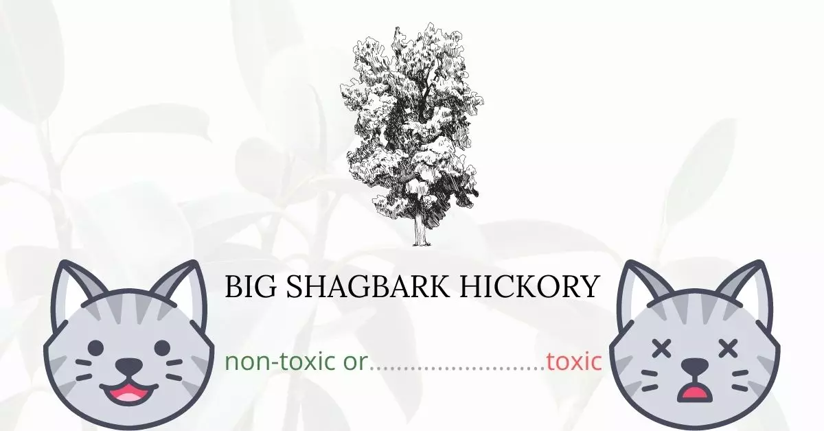 Is Big Shagbark Hickory Toxic For Cats