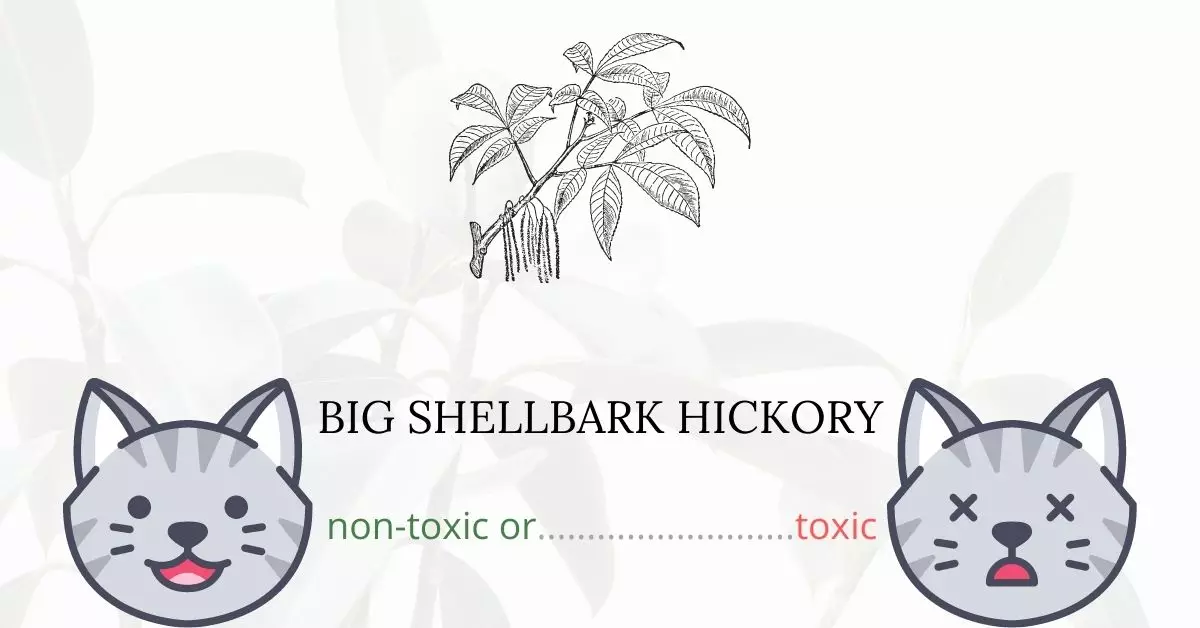 Is Big Shellbark Hickory Toxic For Cats