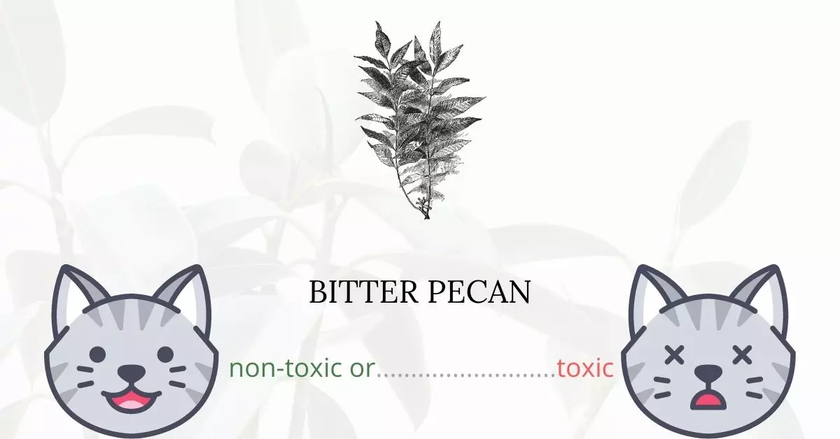 Is Bitter Pecan Toxic For Cats