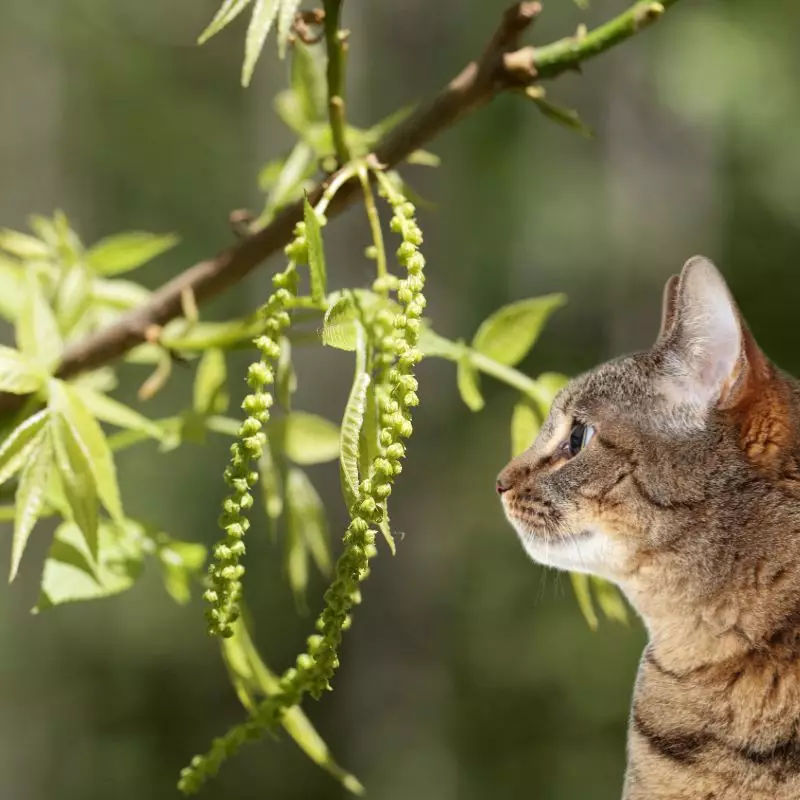 Bitternut and a cat nearby