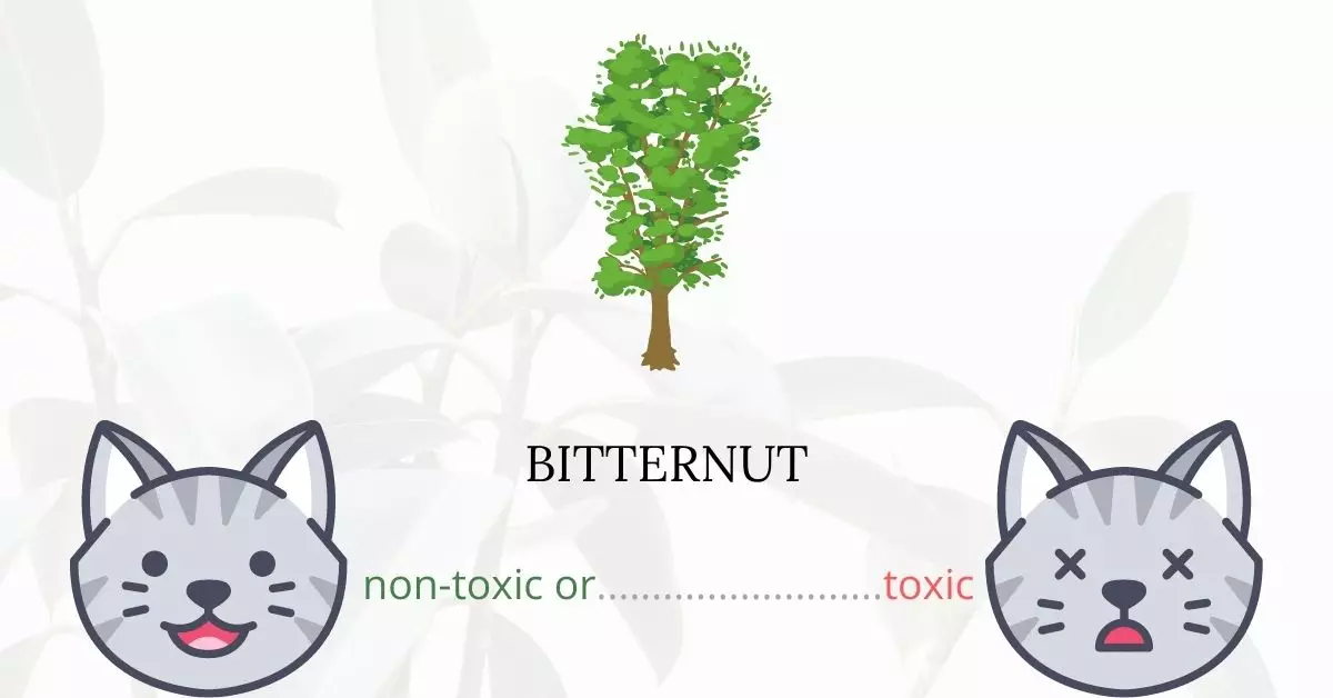 Is Bitternut Toxic For Cats
