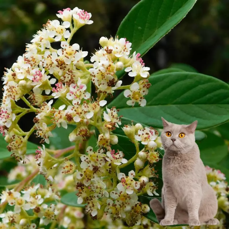 Black Haw and a cat nearby