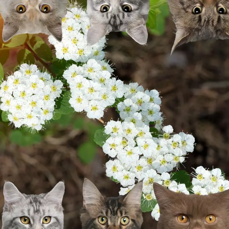 Black Haw and cats