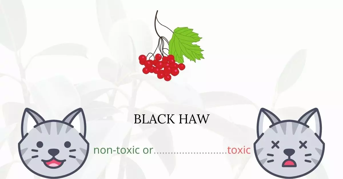 Is Black Haw Toxic For Cats