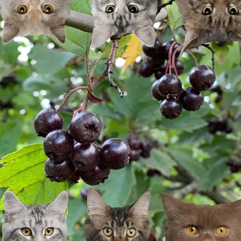 Black Hawthorn and cats