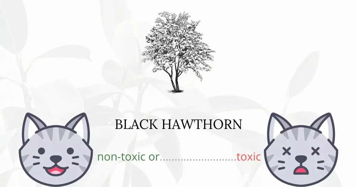 Is Black Hawthorn Toxic For Cats