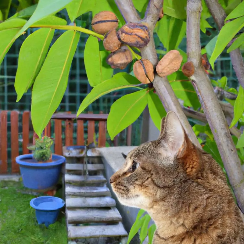 Black Walnut and a cat nearby