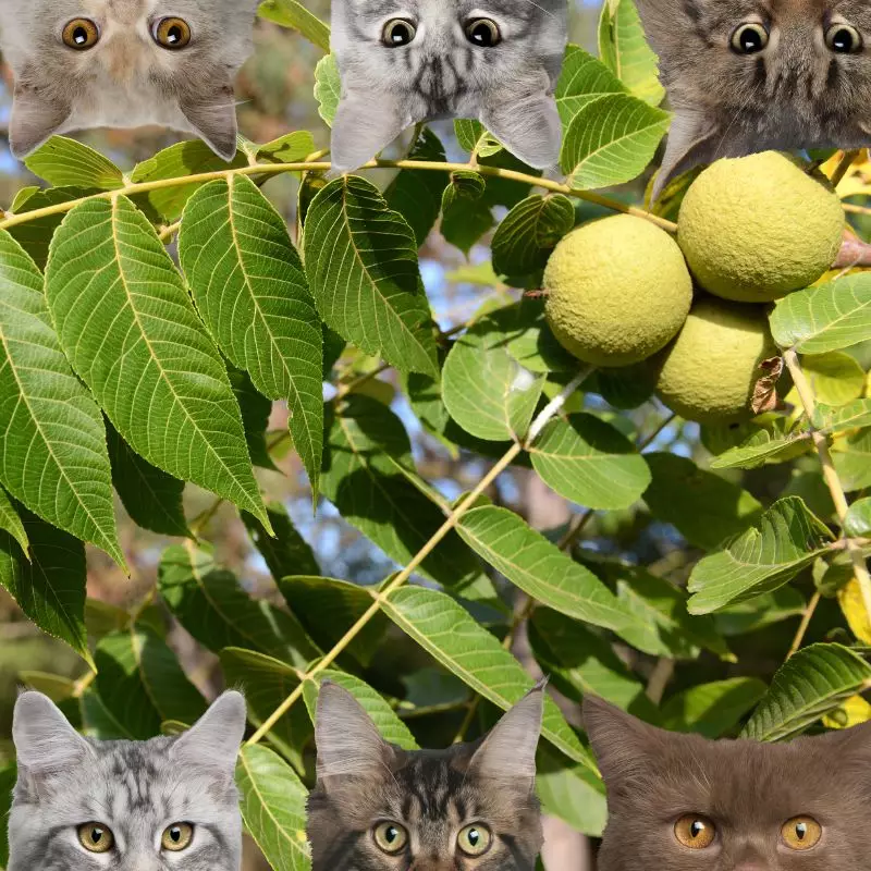 Black Walnut and cats