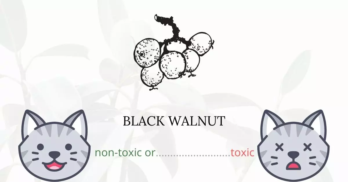 Is Black Walnut Toxic For Cats