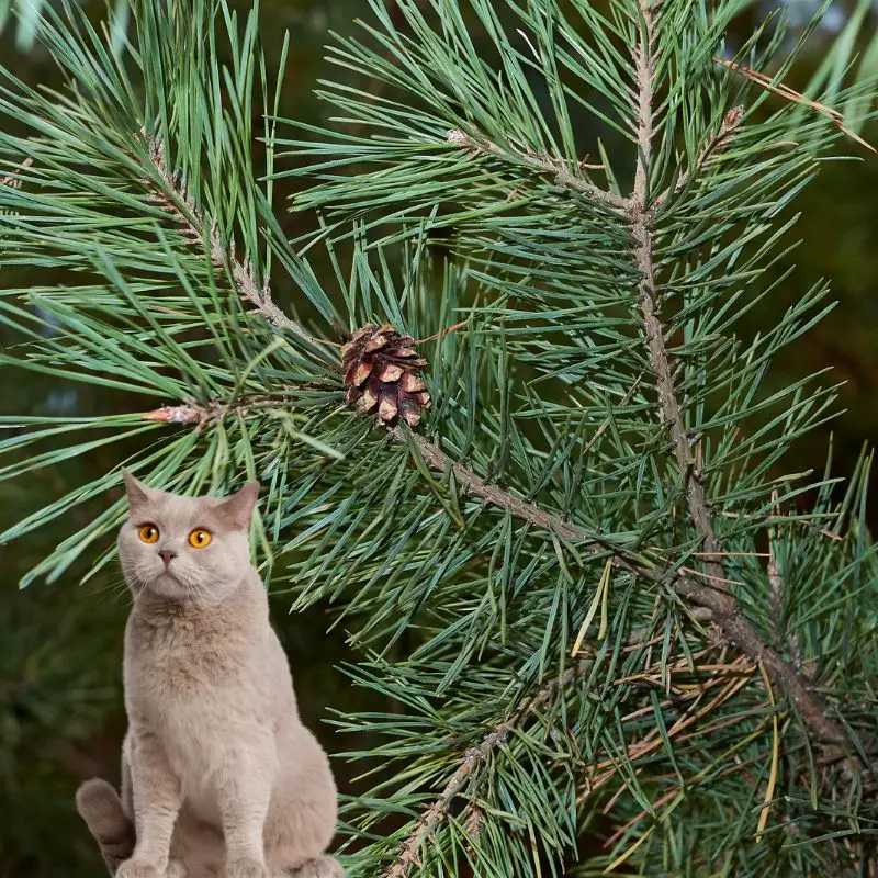 Blackjack Pine and a cat nearby