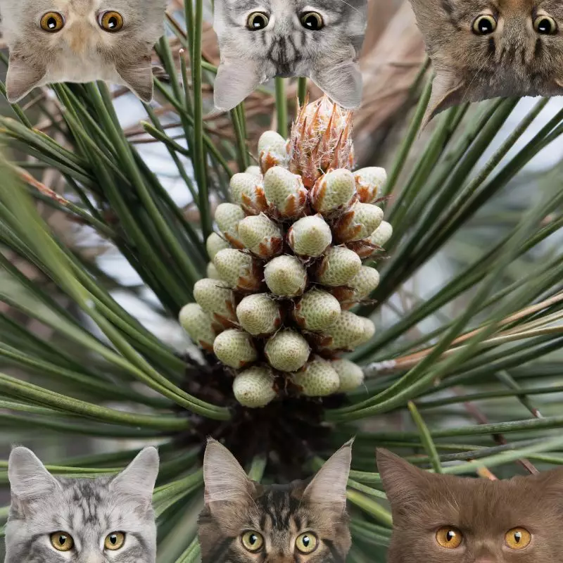 Blackjack Pine and cats