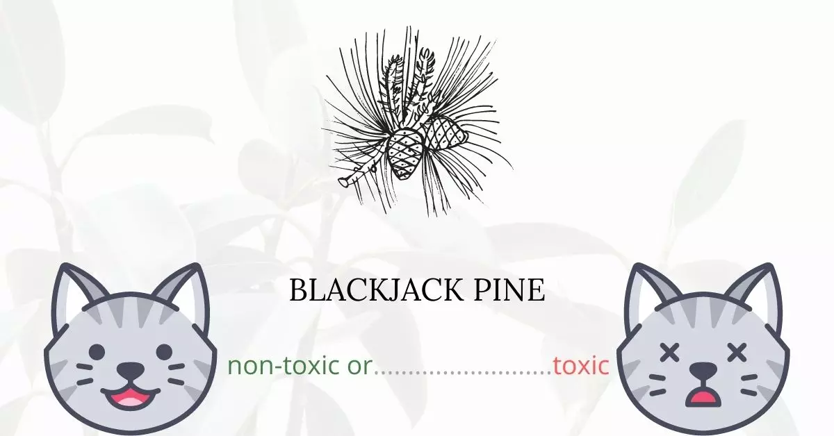 Is Blackjack Pine Toxic For Cats
