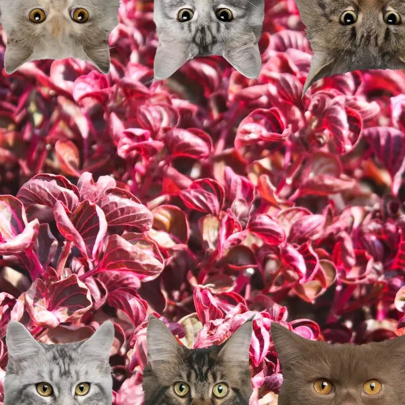 Bloodleaf and cats