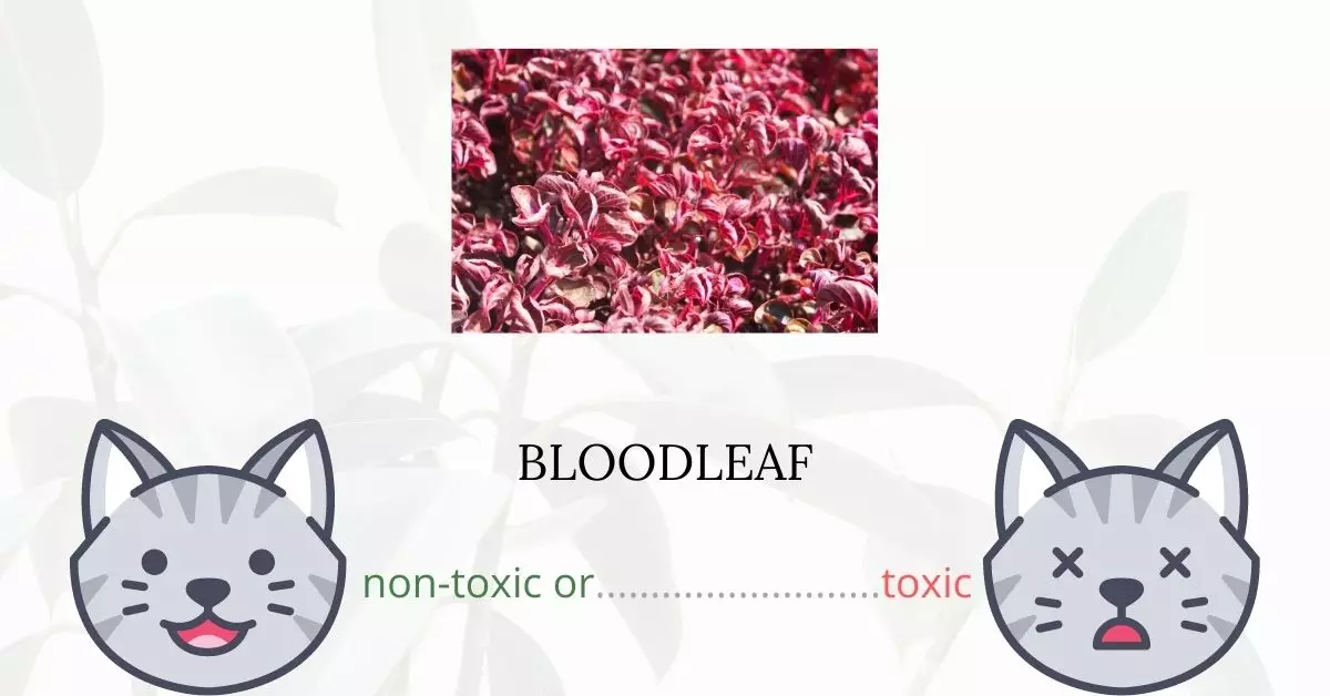 Is Bloodleaf Toxic For Cats