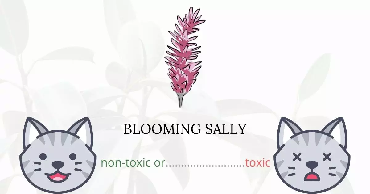 Is Blooming Sally Toxic For Cats