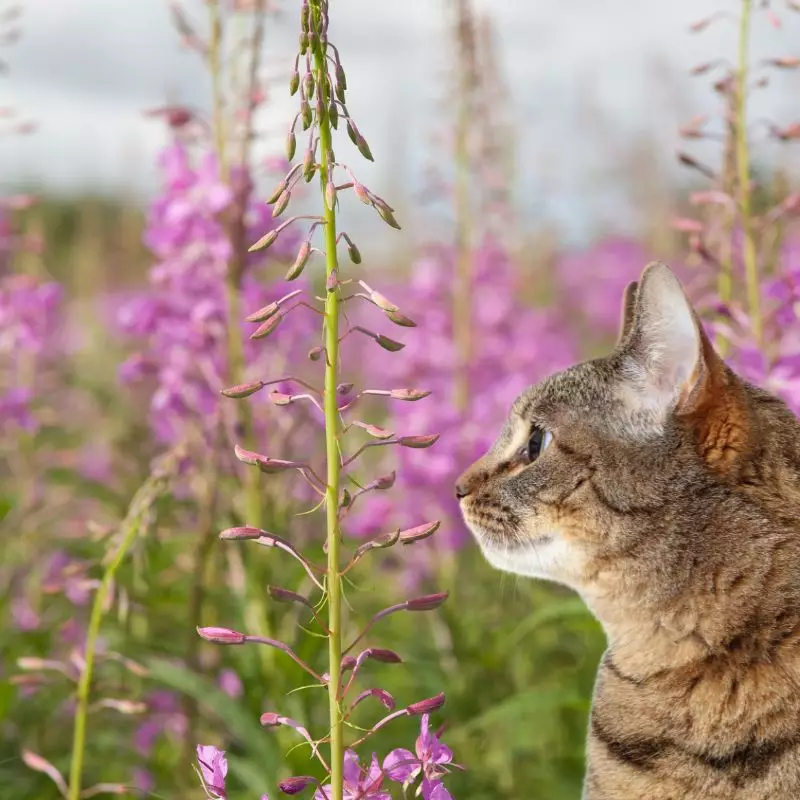 Blooming sally and a cat