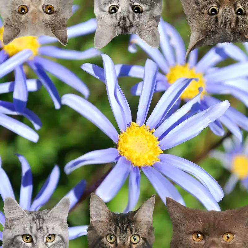 Blue Daisy and cats